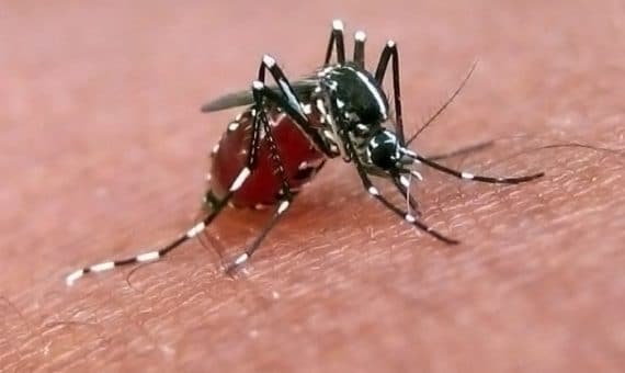 pathologos loimoksiologos rekatsina danah panagiwta giatros galatsi